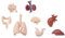 Miniblings 7X Miniatur Organe Set – Medizinische 3D-Modelle menschlichen Organe – Herz, Gehirn, Lunge, Nieren und mehr - Medizin Anatomie Arzt