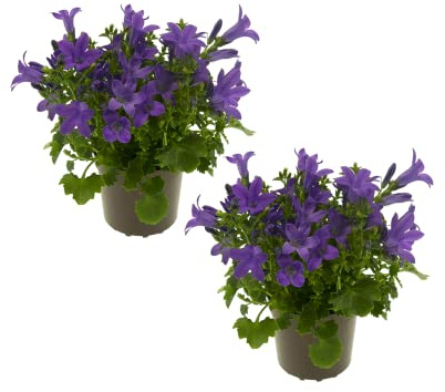 Campanula - Set de 2 - Plantas Naturales - Interior y Exterior - Campanillas