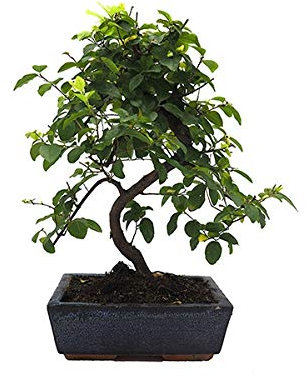Sageretia Theezans Bonsái 8 Años Sageretia o Ciruelo Dulce Chino