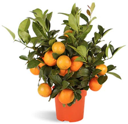 Árbol de limas RANGPUR LIME - limonero enano de interior - frutas comestibles. Maceta de 16cm