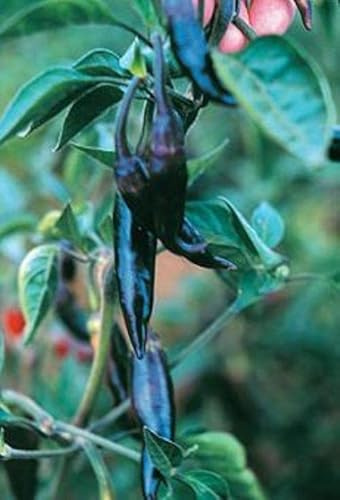 Pepper Joe’s Purple Serrano Pepper Seeds ­­­­­– Pack of 10+ Mild Hot Chili Pepper Seeds – USA Grown ­– Premium Non-GMO Serrano Seeds for Planting in Your Garden