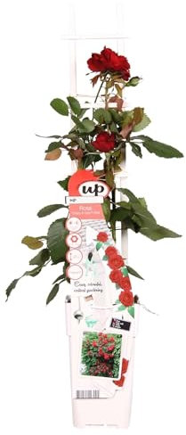 Rosier rouge - ↨65cm - Ø15 - arbuste fleuri