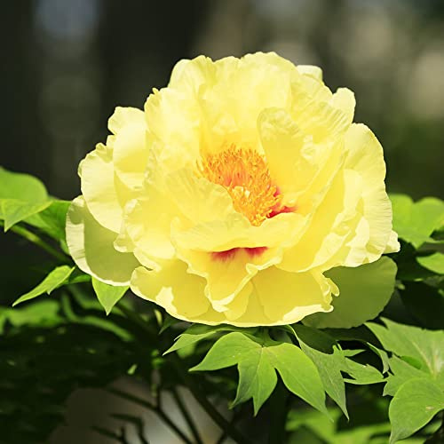peonías resistentes - semillas semillas verano - raras jardín exóticas jardín interior cortadas balcón Comprar peonías 25pcs