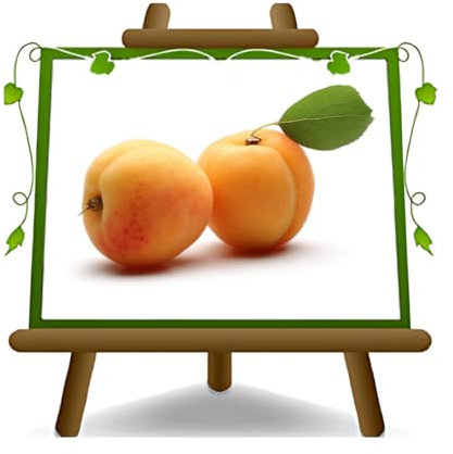 abricotier arbre de abricots de Monteporzio plante fruitière autofertile sur un pot de 20 max 170 cm - 2 ans