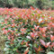 Petirrojo - semillas plantas de jardín jardín de hierbas - Serie Plantas Raras - semillas hierbas en macetas planta maceta arbusto arbustos para el jardín maceta balcón aligustre 1000pcs