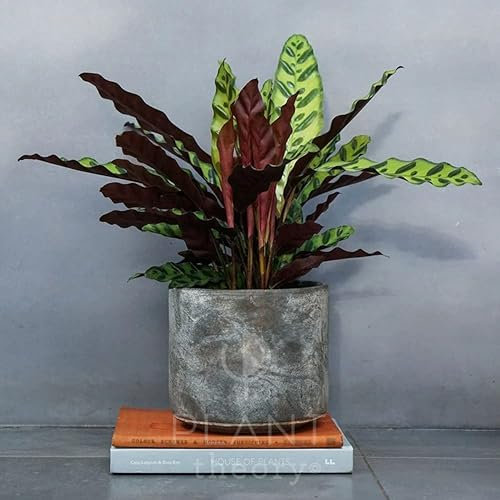 Plant Theory 50cm Calathea Insignis Goeppertia Lancifolia Plant Indoor Plant 14cm Pot