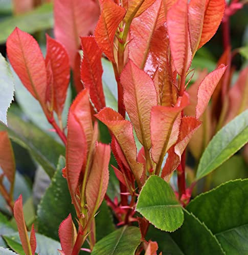 Glanzmispel Red Robin 30-40cm - Photinia fraseri