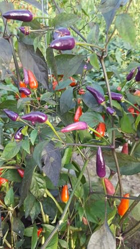 Chili The Lila Cables Lot de 10 graines