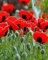 200 Semillas de Amapola Ladybird - Flores Jardines Plantas - Semillas Campesinas Reproducibles - SemiSauvage