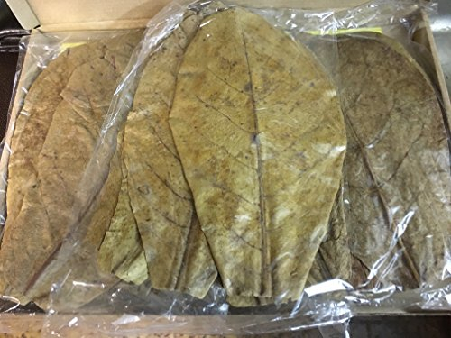 30 Stück Seemandelbaumblätter 20-25cm ★BLITZVERSAND im Karton★ Seemandellaub Catappa Leaves ★ Original Markenware von SMSF-Indonesia