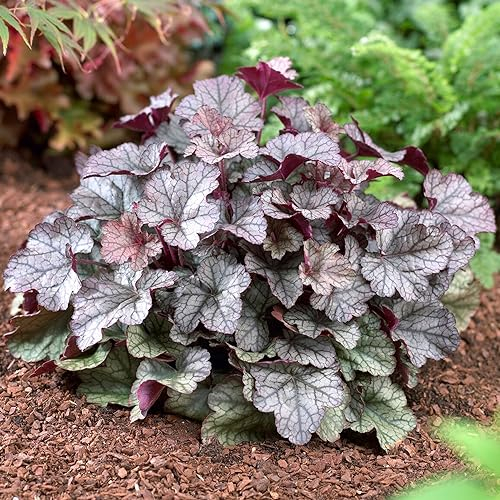 Heuchera Silver Scrolls Korallen Glockenblumen sind winterharte immergrüne Pflanzen für den Außenbereich. Bereit zum Einpflanzen im Garten.