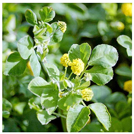 Buy4seeds 10 Seeds Green Manure Trefoil Useful for Garden and Outdoor