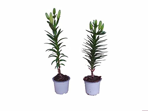 Lilium - Pack 2 Flores - Plantas Vivas - Azucenas o Lirios Plantas Naturales