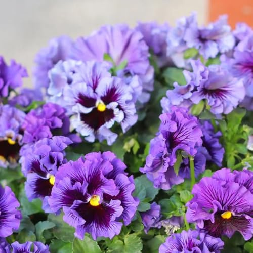 semi di viola del pensiero resistenti - giardino violetta cornuta all'esterno to decorazione 200pcs