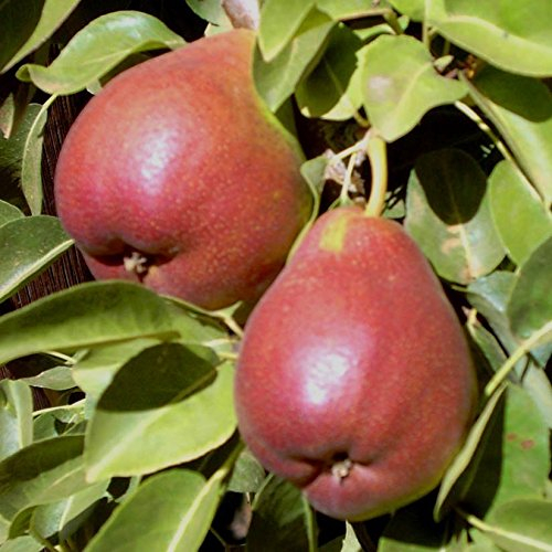 Petersbirne, Honigbirne, Birnenbaum als Buschbaum ca. 110-140 cm, 9,5 Liter Topf Unterlage Quitte A