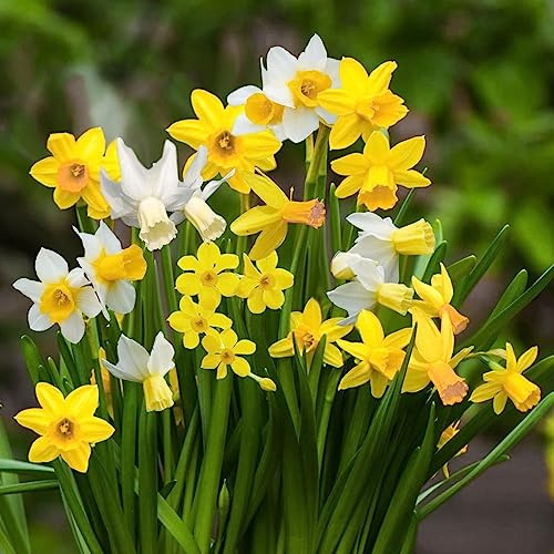 Daffodil Mixed - Spring Flowering Bulbs - Perennial - Popular Narcissus Variety - Fragrant & Attractive - Ready to Plant - for Your Beautiful Garden (12 x Dwarf Daffodil Mixed)