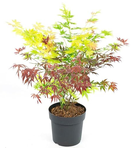 Acer Tricolour Japanese Maple Tree - Acer Plants Outdoor Garden Ready in Pots - 3 x Acers in One, Small Trees for Garden Ready to Plant (3 Litre Pot, 50-70cm)