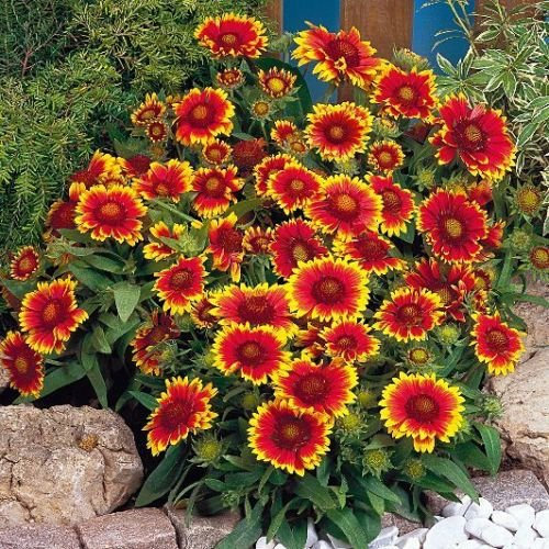 50 semi di Gaillardia - Duende * Adorador del sol * Alto calore tollerante * Ez a crescere