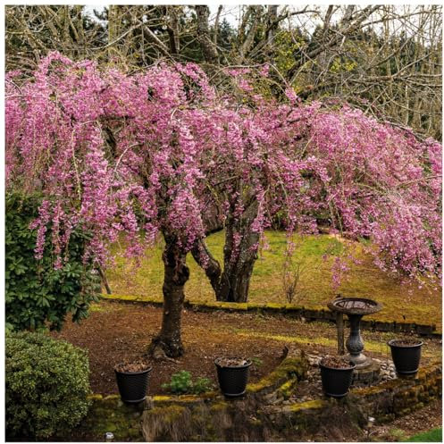 Cheal's Weeping Pink Flowering Cherry Tree 4-5ft,P.Serrulata Kiku Shidare Zakura 3fatpigs®