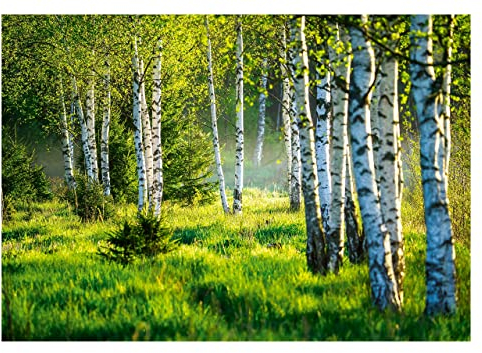 WallArena - Vlies Fototapete Birkenwald Wald Birken Sonne Natur 3D Effekt 416x254 cm - Fototapeten - Tapeten - für Wohnzimmer Schlafzimmer - Vliestapete Wandtapete Tapete 3D Effekt- inkl. Kleister
