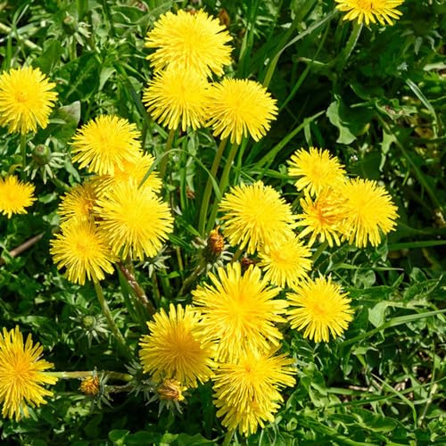 semillas de diente de león Cobertura resistente semillas prados silvestres jardín silvestres balcón jardín 3000pcs