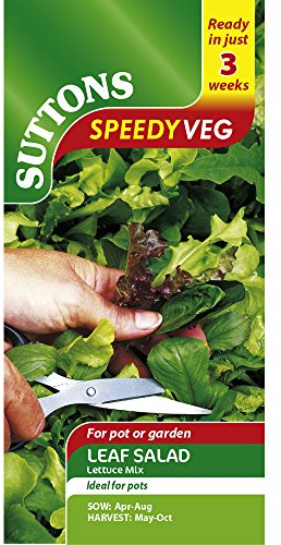 Suttons Lettuce Seeds - Mixed Varieties Average Packet Content 1500 Seeds. Easy to Grow Lettuce