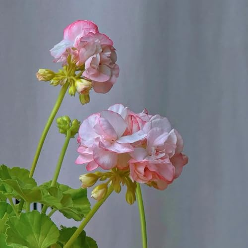 geranien samen hängend, pelargonium pflanze samen, geschenke für gartenfreunde, samen alte sorten saatgut blumenbeet, exotische pflanzen winterhart winterharte pflanzen für garten, 60pcs