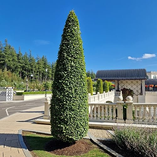 Hornbeam 'Fastigiata' 4-5ft Tall, Carpinus Betulus in a 2L Pot, Upright Growing Tree 3fatpigs®