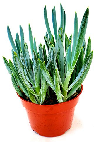 Fat Plants San Diego Succulent Plant(s) Fully Rooted in 4 inch Planter Pots with Soil - Real Live Potted Succulents/Unique Indoor Cactus Decor (1, Senecio mandraliscae aka Blue Chalk Stick)