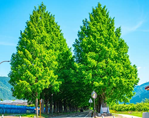 Urwelt-Mammutbaum, Metasequoia glyptostroboides, Chin. Rotholz, 150-175cm im Topf