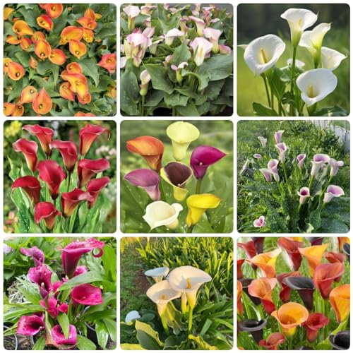 9 pcs zwiebeln calla pflanze winterhart - garten pflanzen winterharte Calla Lilien,Zantedeschia aethiopica, pflanzendeko topfpflanzen zimmerbonsai bonsai blumenzwiebeln winterhart