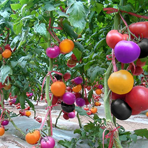 Saterkali Tomatensamen, 300 Stück/Beutel Tomatensamen lebensfähig, nahrhaft, gemischte Farbe, natürliche Gartensamen für den Innenhof Gemischte Farbe Tomatensamen