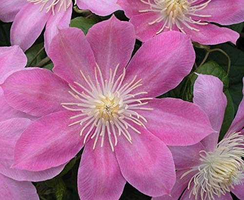 Irene Clematis - Long Lasting Blooms - Creamy Rose Pink Flower - 2.5 Pot