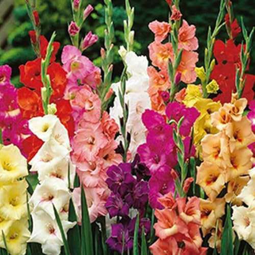 Jub - 10 bulbes glaïeuls Mix