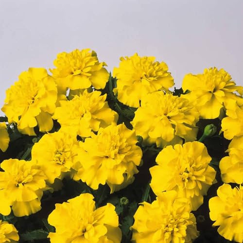 Bonanza Series French Marigold Yellow 100 Seeds – Coated | Tagetes patula | Compact 8–12 Plants with 2 Blooms | Heat & Drought Tolerant | Annual Flower for Beds, Borders & Container