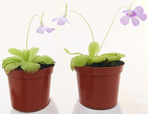 POWERS TO FLOWERS - PINGUICOLA TINA 2 PIANTE VASO 9 CM, piante vere