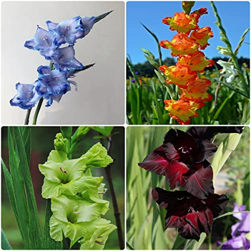 8 Stück gladiolen zwiebeln winterhart mehrjährig Gladiolus - Seltene Pflanzenserie - blumenmischung deko wohnzimmer modern balkonpflanzen winterharte blumenzwiebeln nachhaltige geschenke pflanze