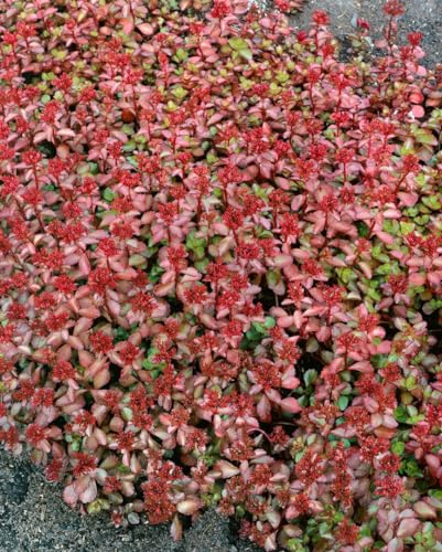 Sedum spurium 'Schorbuser Blut' ca. 9x9 cm Topf - Teppich-Fetthenne, dunkelrote Blüten, Blütezeit Juni-August, ideal für Steingärten, trockenheitsresistent, pflegeleicht