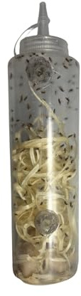 Live Wingless Fruit Fly (Freshly Seeded) Easy Feed Bottle (Drosophila Hydei) for Feeding Mantis, Jumping Spiders, Lizards, Tree Frogs, Tropical Fish, ant Farms