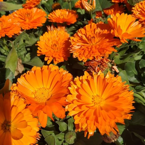 Calendula officinalis - semi balcone serra semi tagliati decorazione giardino che 20pcs