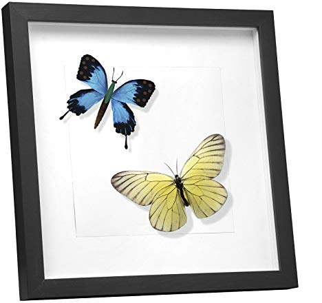 EUGAD 3D Bilderrahmen zum Befüllen, Objektrahmen 30x30 cm, tiefer Rahmen für Objekte bis 1,5 cm, Holzrahmen Collage mit Papier-Passepartout, Schwarz