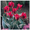 Bulbi Di Tulipano,Bulbi Tulipani Olandesi Grandi,Piante Perenni,Bulbi Da Fiore,Tulipani Bulbi,Tulipani Bulbi Perenni-15bulbi-H