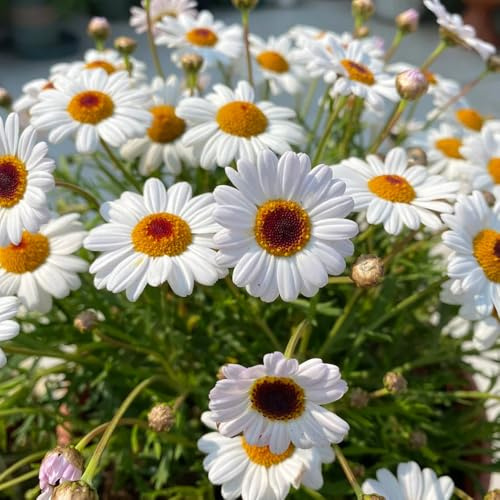 semillas de margarita, Argyranthemum frutescens, exóticas semillas de pradera 500pcs