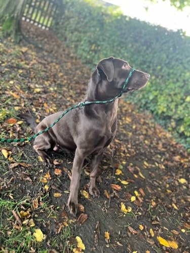 No More Pulling! Anti Pull Lead Field Figure 8 / Halter/Head Collar One Size Fits All Super Soft Braided Nylon Comfortable Make Your Walks More Enjoyable -Instructions Included. (Green-Black)