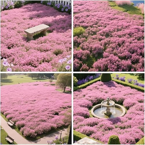 20000+ Timo Strisciante rosa per piantare all'aperto, giardino, Per la copertura del prato, NON OGM, Bassa manutenzione