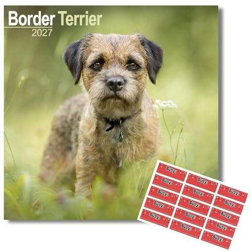 Avonside Border Terrier 2027 Square Calendar with Organisational Stickers | 16 Month Square Wall Calendar, Month to View Layout, Marked UK Holidays, High Quality Images, Home or Office Planner, 12x12in