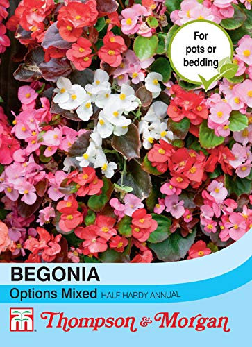 Thompson & Morgan - Flowers - Begonia Semperflorens Options Mixed - 750 Seed