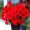 Nuovi semi freschi di petunia rossa da 30 pezzi