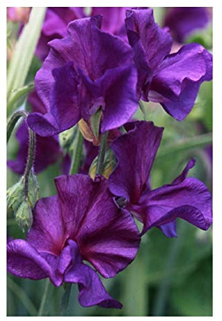 Premier Seeds Direct - Sweet Pea - Blue Velvet - 50 Finest Seeds - Spencer