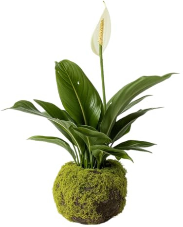 Kokedama de Lirio de la Paz Natural | Planta Viva de Interior con Musgo | Espatifilo DECOALIVE | Decoración Japonesa Elegante